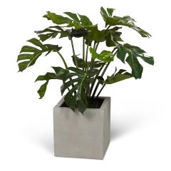 Wexter Konstväxt Split philo 80 cm