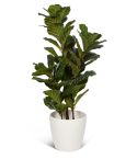 Wexter Konstväxt Ficus lyrata 100 cm