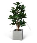 Wexter Konstväxt Ficus robusta 120 cm