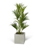 Wexter Konstväxt Kentiapalm 120 cm